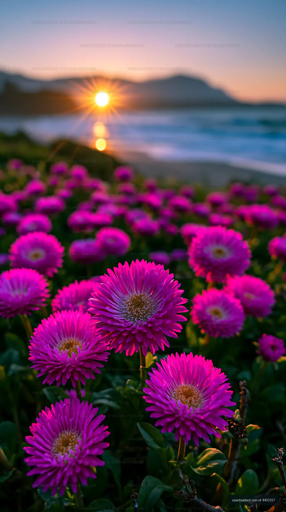 Flowers in bloom at sunset by the beach
