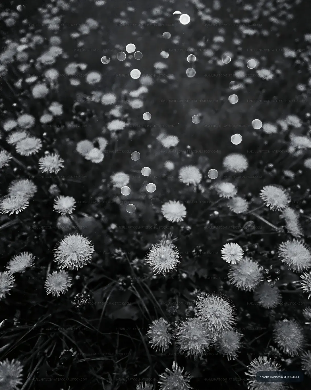 Dandelion field with bokeh effects in black and white