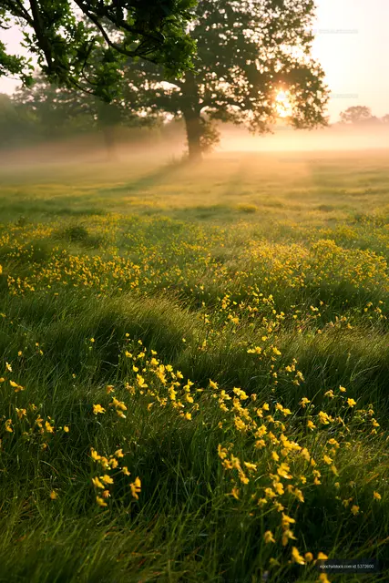 Morning light shining on a field with yellow flowers and mist