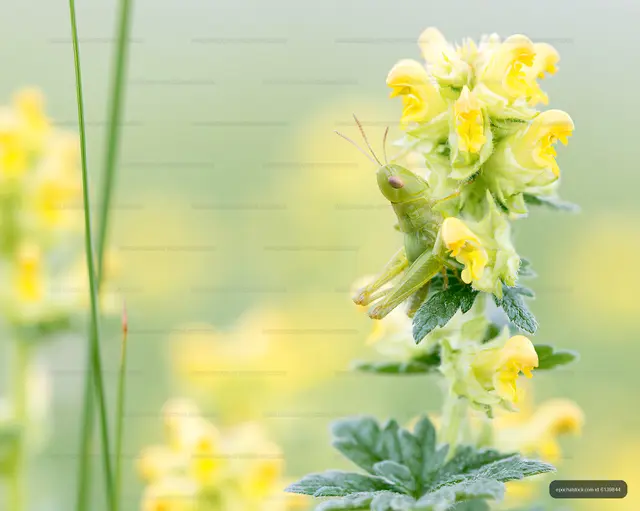 Grasshopper on yellow wildflowers in a green field