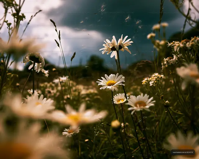 Field of daisies under a cloudy sky