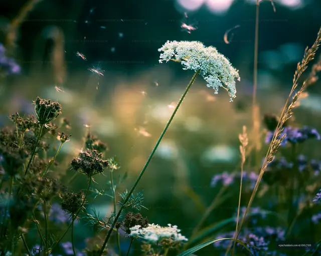 Wildflowers growing in a field during sunset in summer