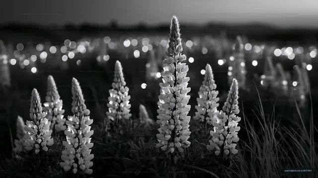 Lupine flowers in a field with blurred lights at night
