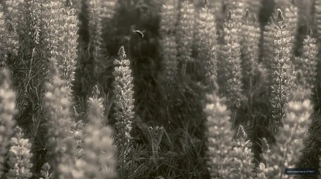 Lupine flowers blooming in a field during daytime