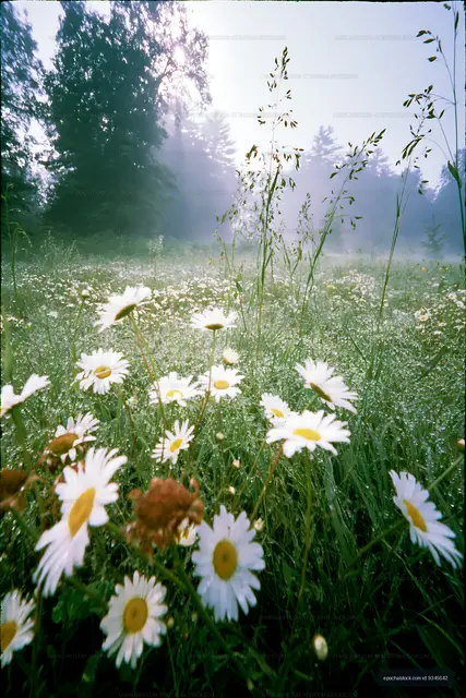 Wildflowers bloom in a foggy meadow during early morning