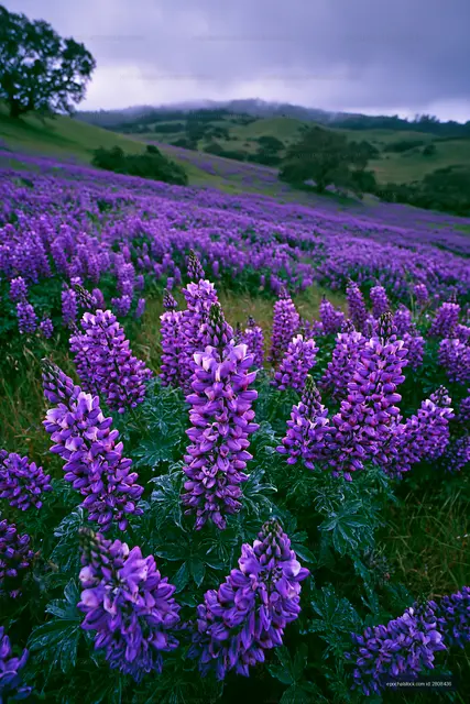 Purple flowers in a field under cloudy skies