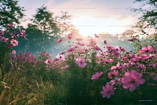 Sunrise over blooming flowers in a field