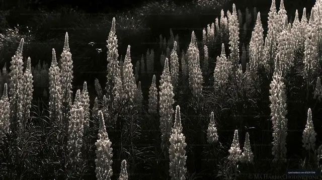 Black and white field of tall flowers under sunlight