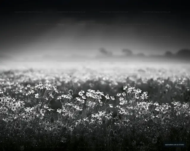 Flowers in a field under soft light