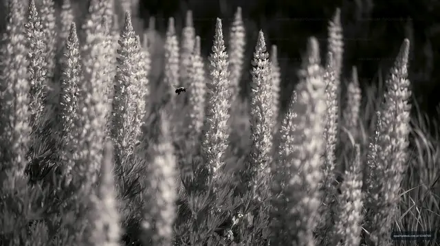 Flowers in a field with a bee during daytime