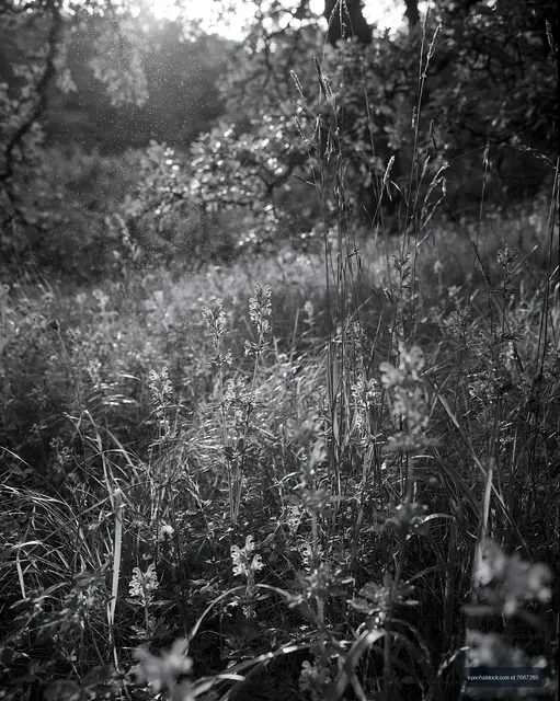 Sunlight shining through the grass and flowers in a meadow