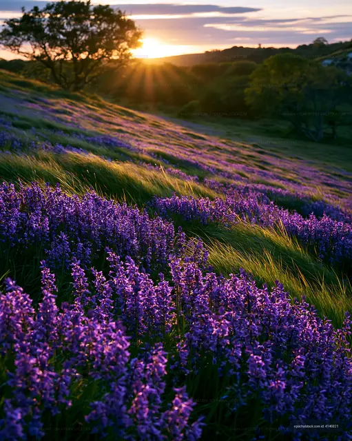 Lavender field with sunlight at sunset in a natural landscape