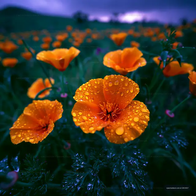 Bright orange flowers with raindrops in a green field
