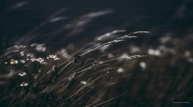 Wildflowers and grasses in the breeze at dusk