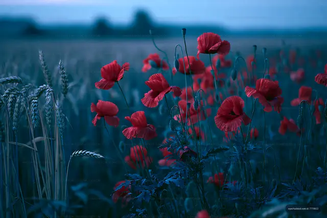 Red poppies in a field at dusk near wheat plants
