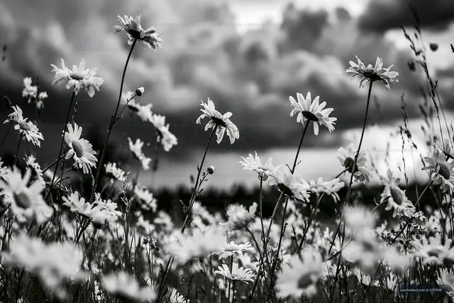 Black and white flowers in a field under cloudy sky