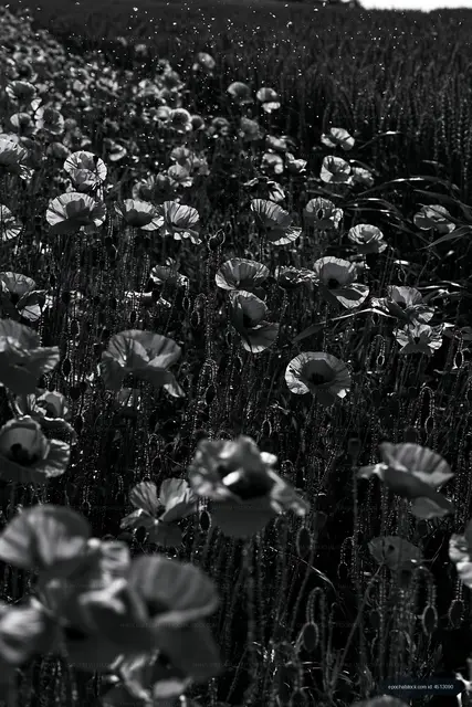 Flowers in a field during daylight