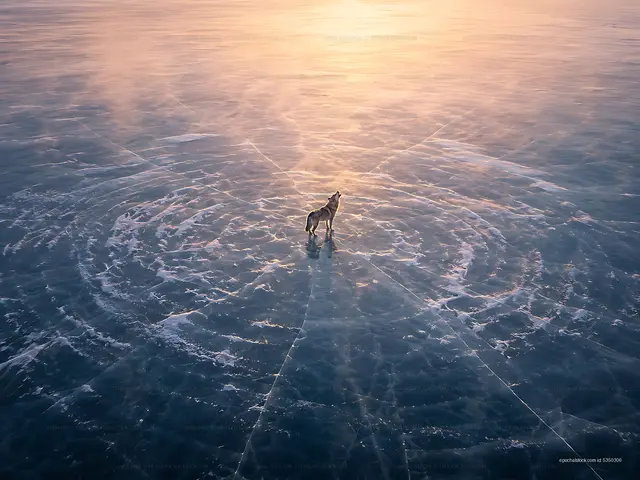 Dog standing on frozen lake at sunset