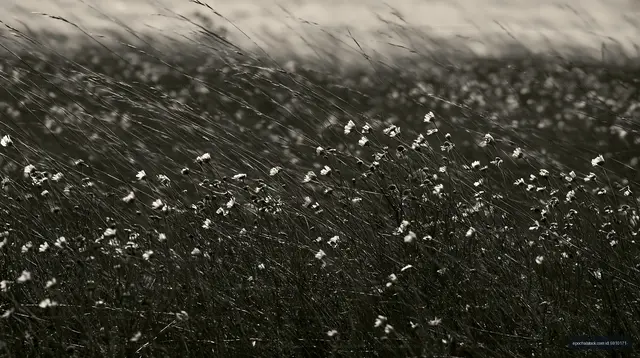 Waves of grass and wildflowers in a field under a cloudy sky