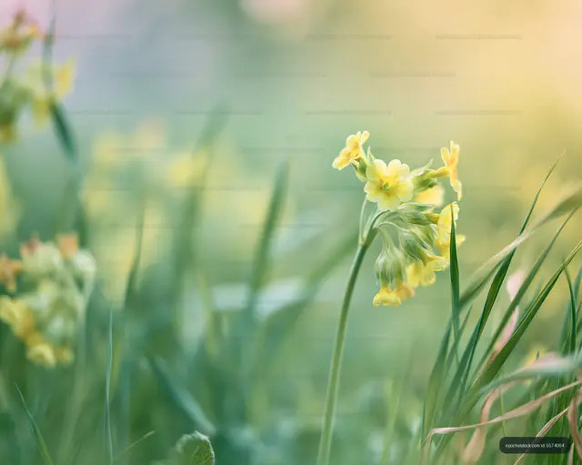 Wildflowers blooming in a green meadow during spring season