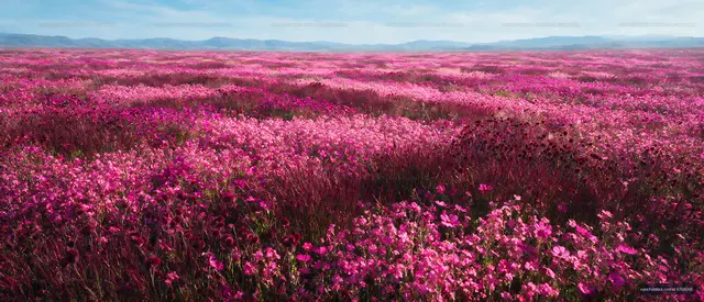 Vast field of pink flowers under a blue sky