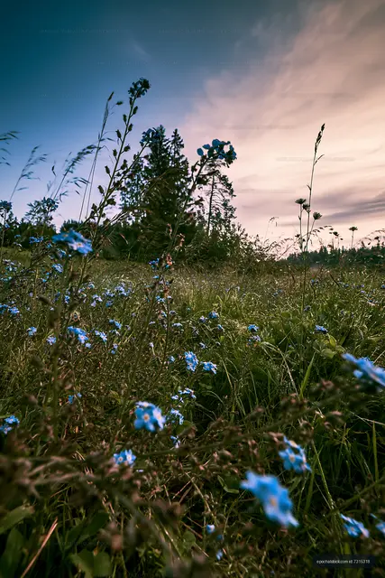 Field of blue flowers at sunset near tall trees