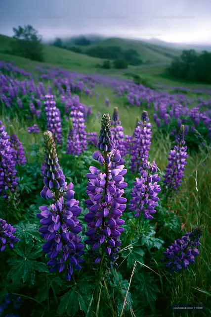 Fields of purple lupin flowers in a natural setting