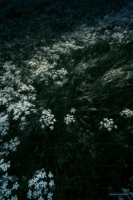 White wildflowers grow in a meadow during daytime