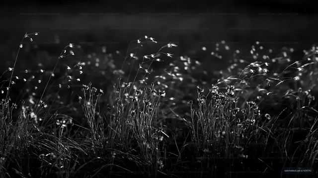 Black and white grass field with flowers at sunset