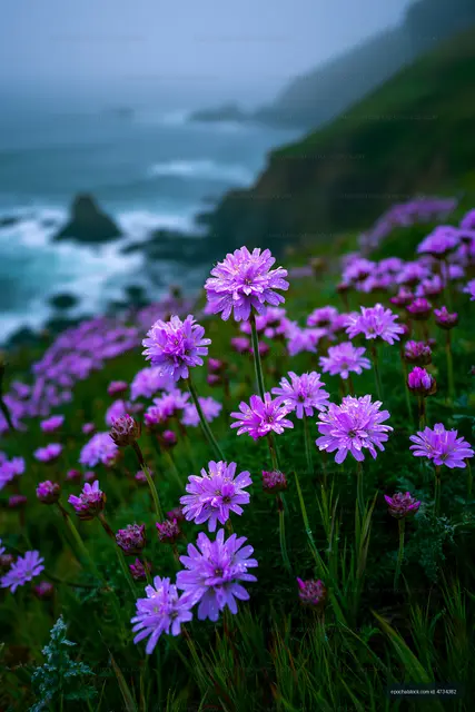 Purple flowers blooming on a rugged coastal hillside