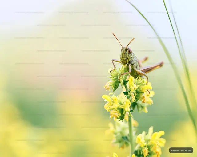 Grasshopper sitting on a yellow flower in a field