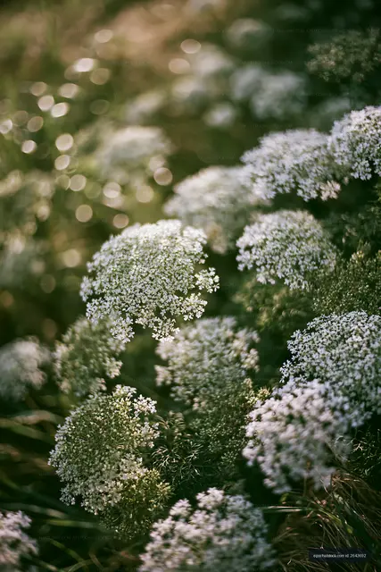 White flowers in a green field under soft sunlight