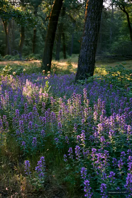 Wildflowers bloom in a forest clearing during late afternoon light
