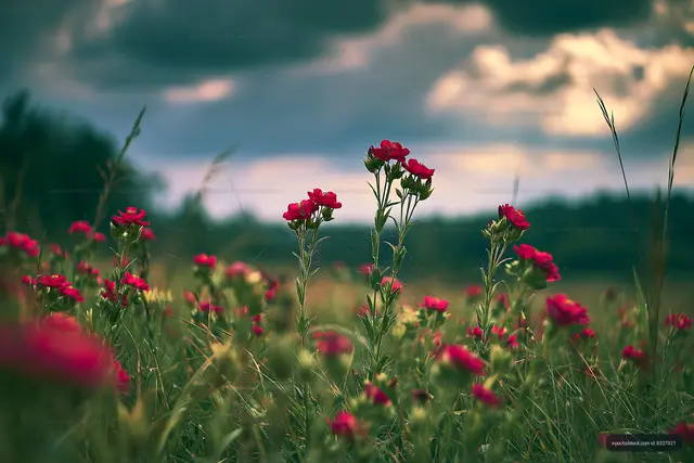 Field of red flowers under cloudy sky at sunset