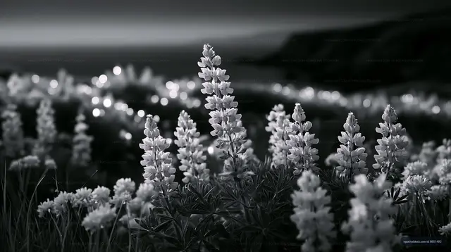 Black and white view of blooming flowers in a coastal field