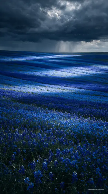 Blue flower field under cloudy sky during daytime