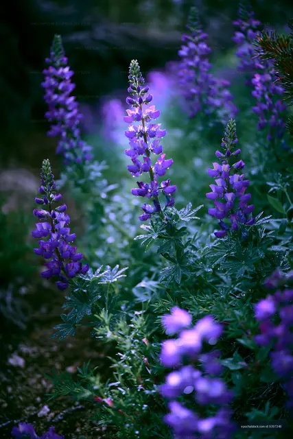 Purple wildflowers bloom in a natural landscape during springtime