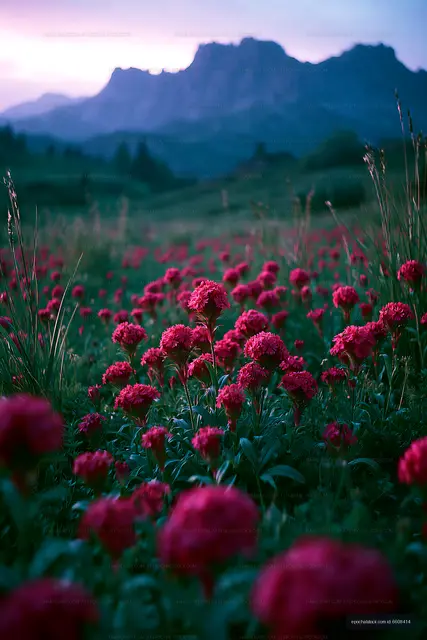 Vibrant red flowers in a mountain landscape during twilight