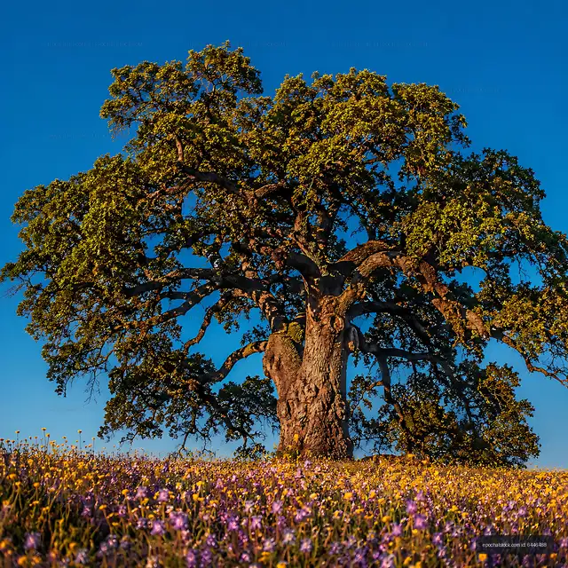 Large oak tree stands in a field of wildflowers under clear sky