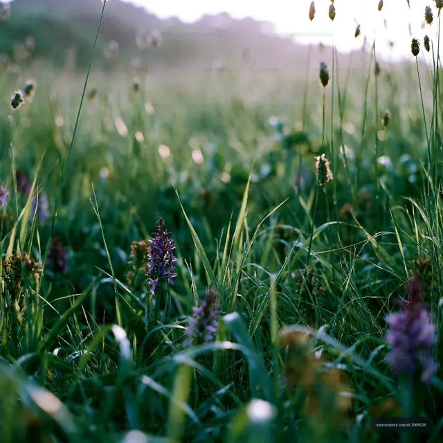 Wildflowers bloom in green meadow during sunny day