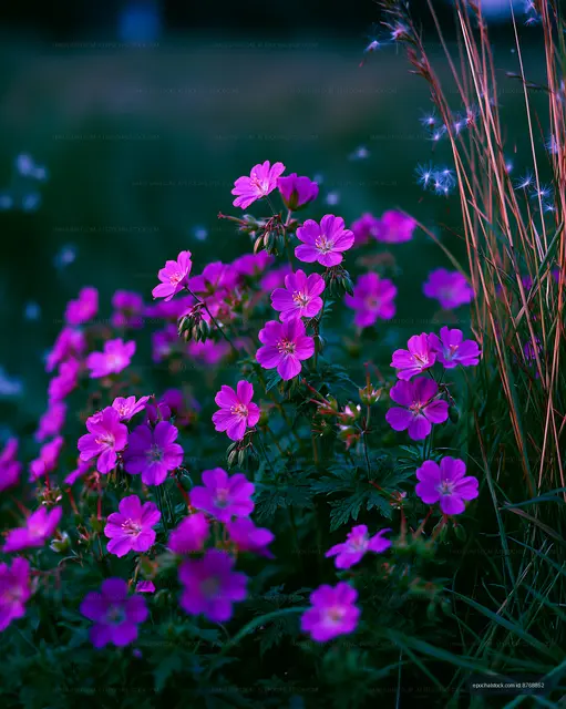 Vibrant purple flowers growing in a field during twilight