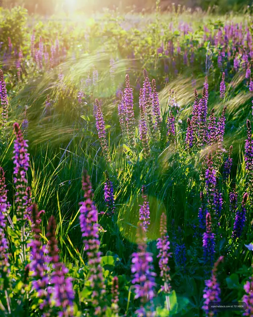Wildflowers blooming in a sunny meadow at sunset