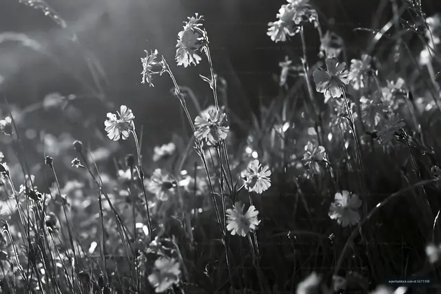 Black and white flowers in a grassy field during daylight