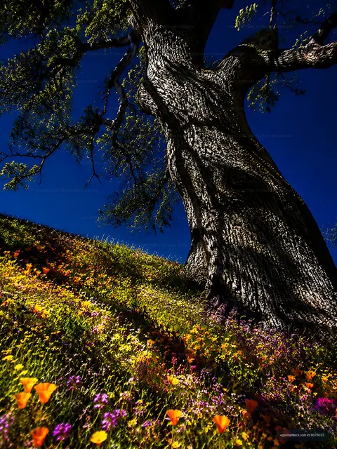 Colorful wildflowers bloom under a large oak tree