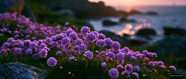 Purple flowers near the coast at sunset