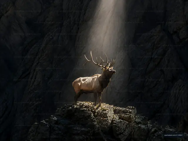 Stag stands on rock in sunlight with dark mountain background