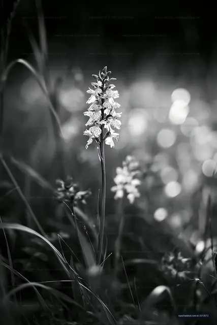 Wildflower growing in a field during spring
