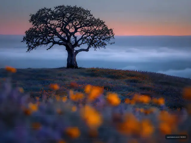 Tree on a hill with flowers during sunset