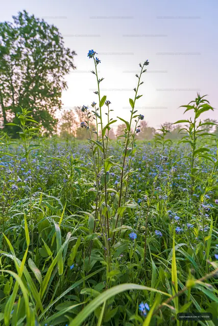 Flowers in a field during sunrise with clear sky