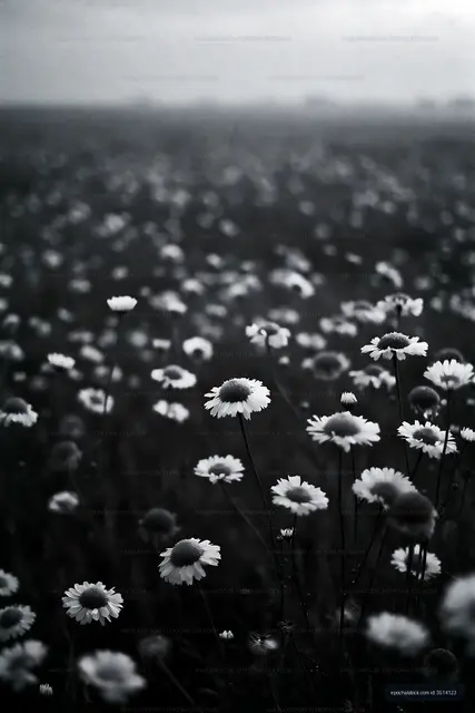 Field of daisy flowers with soft focus in black and white